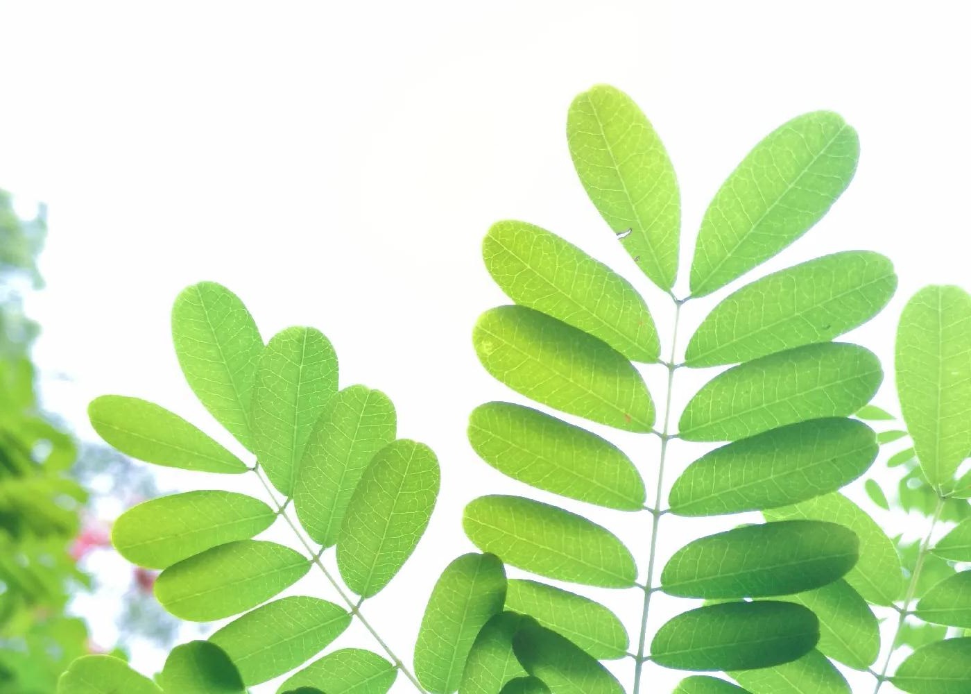 春天祛湿用薏米，加一物，功效更强大！