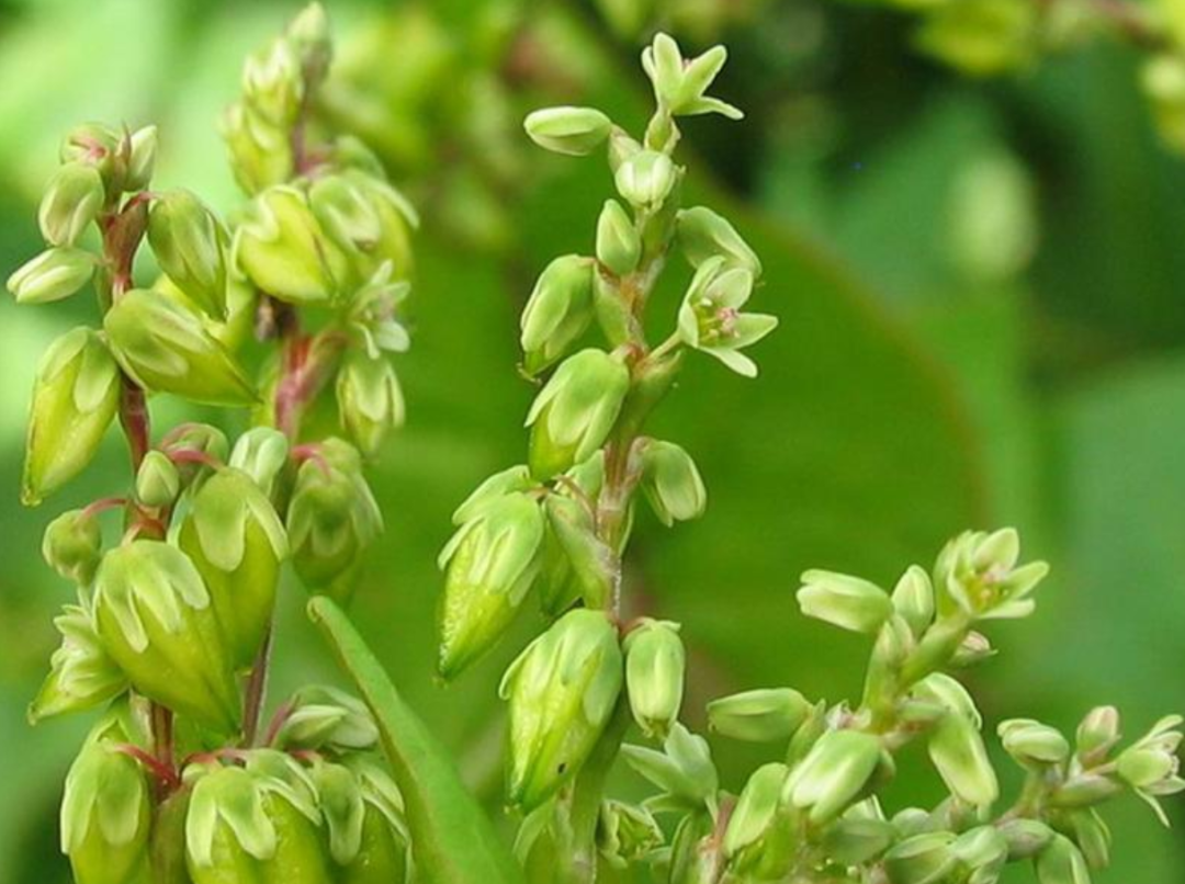 “五谷之王”苦荞做的茶！每天喝，清脂刮油防三高