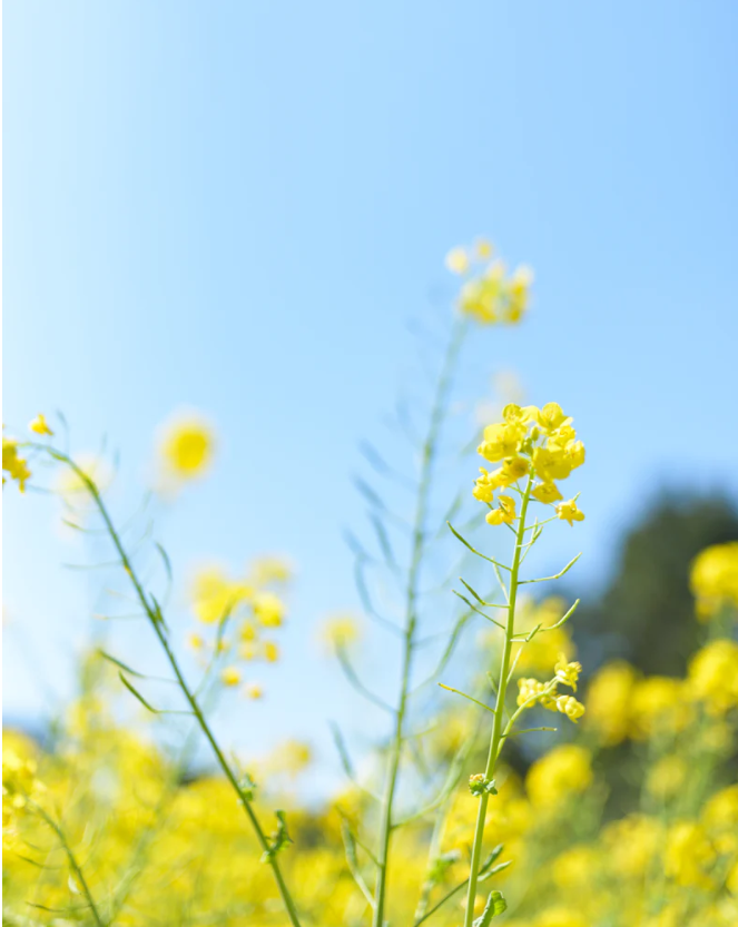 春天必吃的8大黄金菜, 一种菜调一种病～