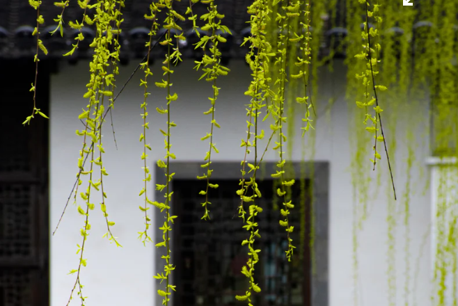 春日精选 推荐4道时令素食菜谱