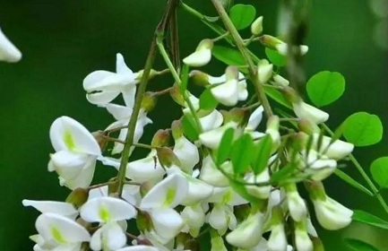 槐花飘香的时节，四种槐花菜谱推荐给您