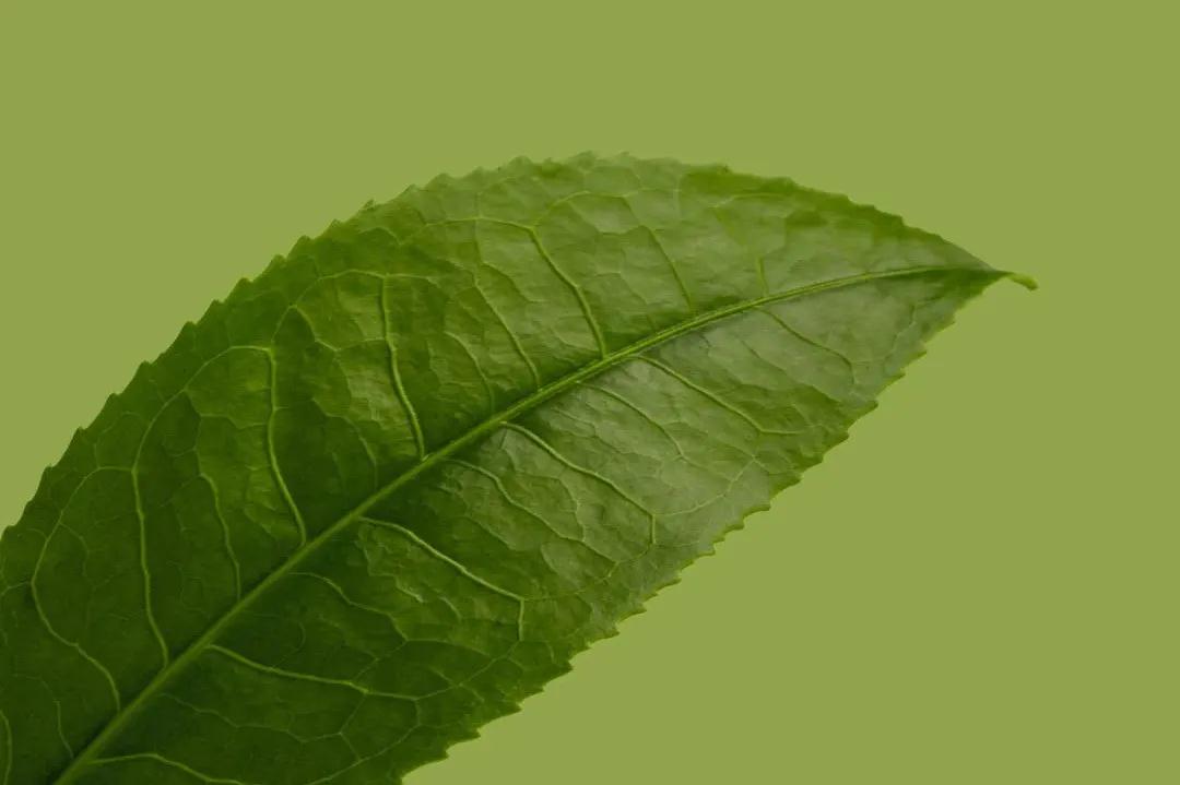 夏天吃绿豆的好处与禁忌