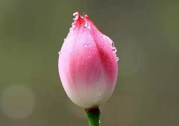 大难来临，这三户人家为何能幸免于难？