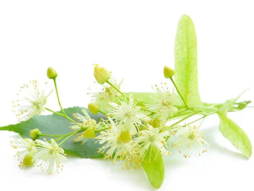 佛教著名的五种吉祥花之菩提树花