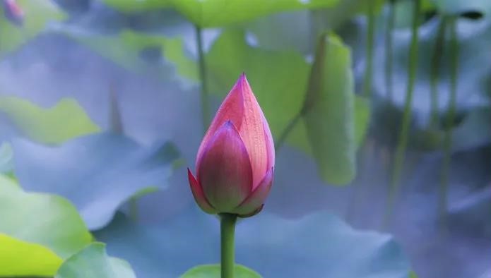 为何遇到问题时，把“他非即我非，同体名大悲”抛到脑后呢？