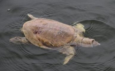 甲鱼会飞，泥鳅在啼叫，放生中感受到的生命灵性
