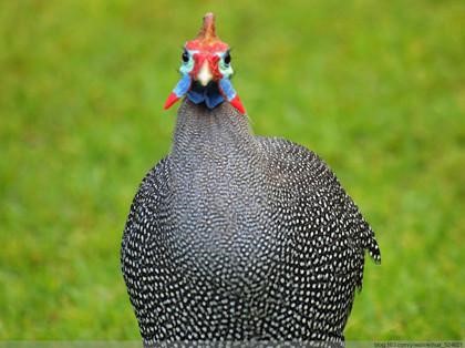 虔心祈请佛陀加持，我救的不只是一只准备炖汤的鸡