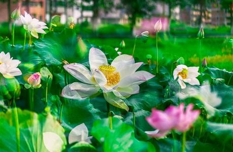 民间佛教故事：莲花池神对修行人的追问