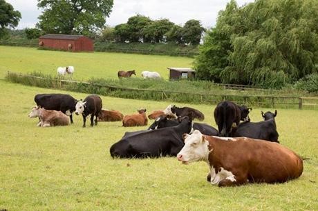 大爱，素食主义男子舍弃4万英镑利益而放生牛群
