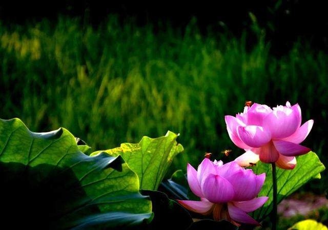 让孩子从小懂得众生平等的道理，发自内心地去善待它们！