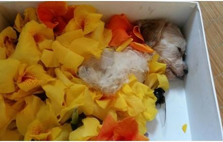 请珍爱身边鲜活的生命，因为你丢弃的是往昔的亲人