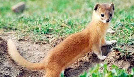 慈悲始于小善：看到路边奄奄一息的动物，你会怎么做？