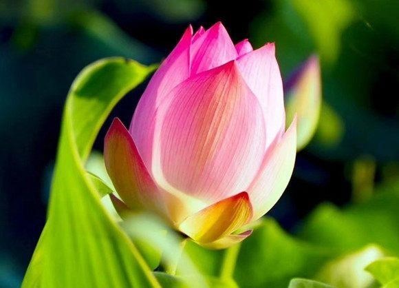 只有净土念佛才是能够成就解脱，往生极乐世界吗？