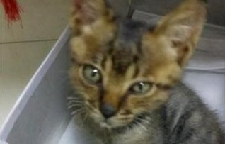 小猫的自述：虽然我很丑，但我很温柔