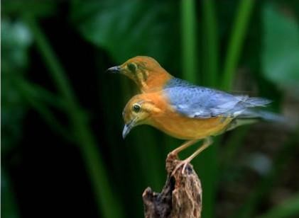 佛教故事：共命鸟的启示