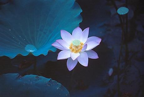 佛陀示现报化返驾佛土，我们怎么办？