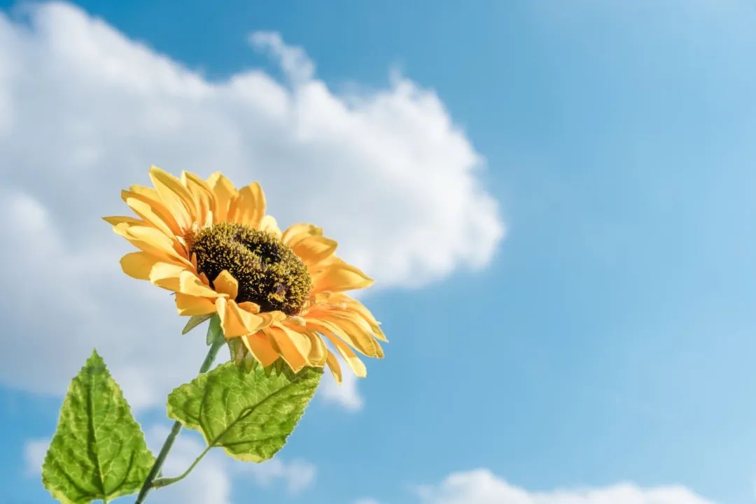 勿近愚痴人，应与智者交