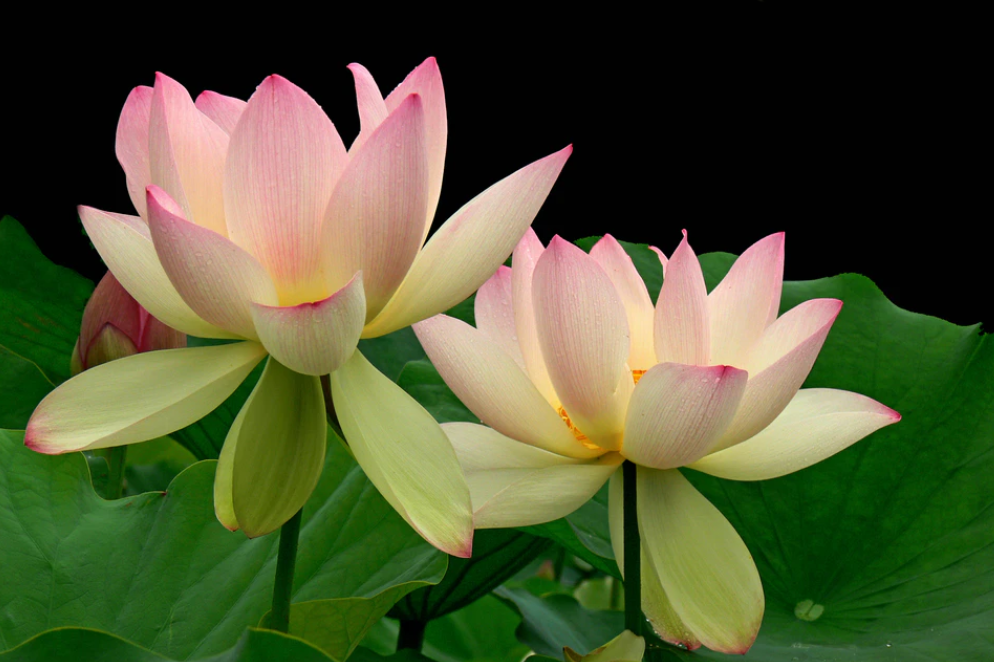 这个春节太有意义了，闻法共修我再也不会不敢说、说不出、怕说错了！