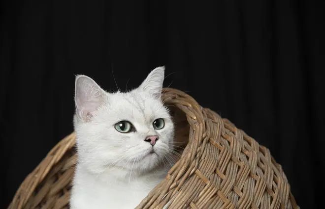 野猫的蜕变给了我们什么启发？