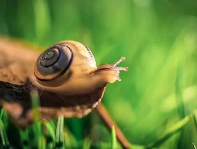 遇到有人伤害众生，管吧可能挨白眼，不管又不忍心，怎么办呢？