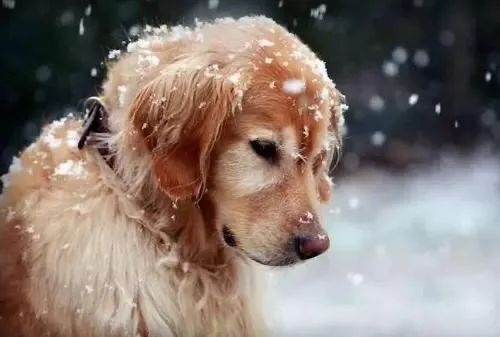 狗妈妈被冻成石头依旧抱紧7个宝宝……