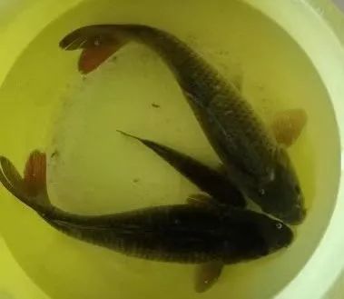 我怀着忐忑的心救下了它们，事后感到很惭愧，为何？