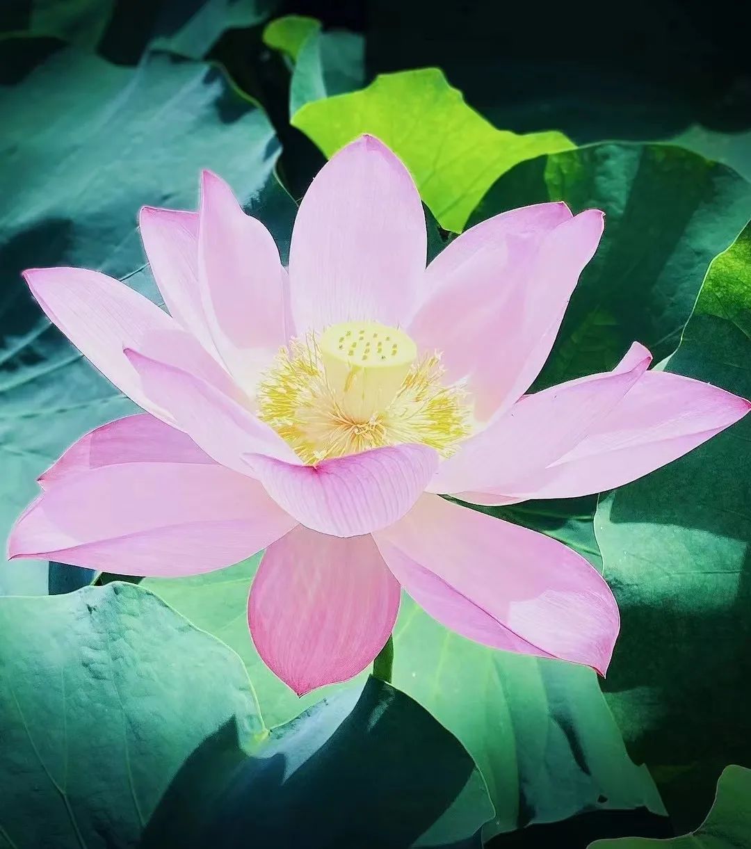 起了争执，以为挣了面子，其实却丢了修行